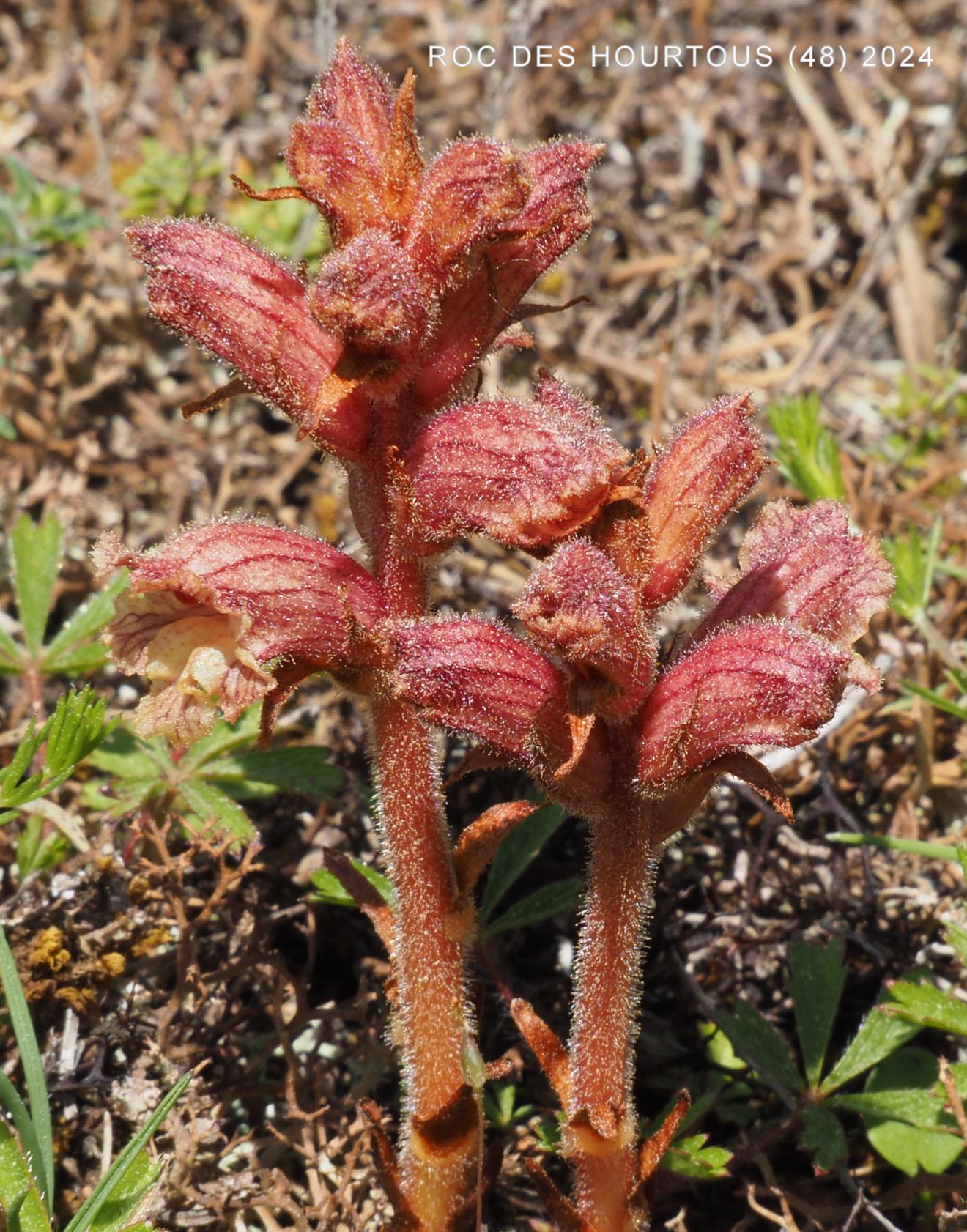 Broomrape, Clove-scented